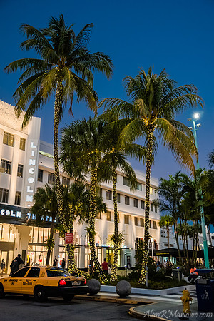 Palm Trees on Lincoln Road