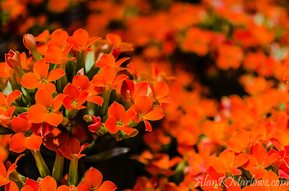 Flower Macro 1