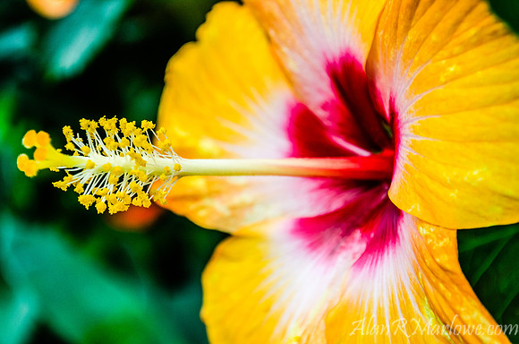 Flower macro 2