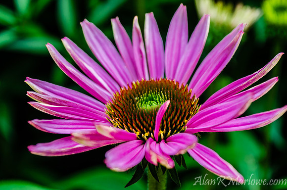 Flower macro 3