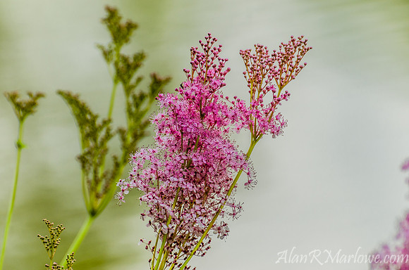 Vision in Pink