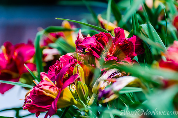 Flowers in the grass