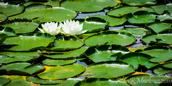 Lily Pads