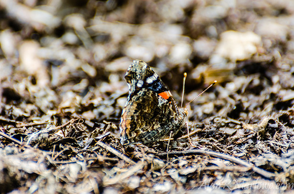Sharp Butterfly