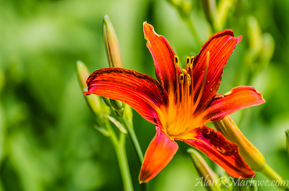 Flower macro 4