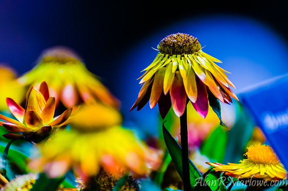 Sundaze Flame Strawflower