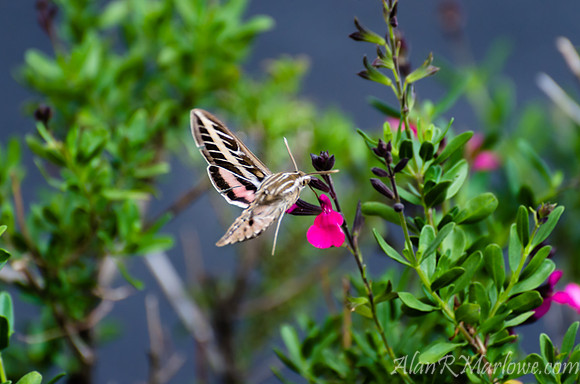 Frozen Moth