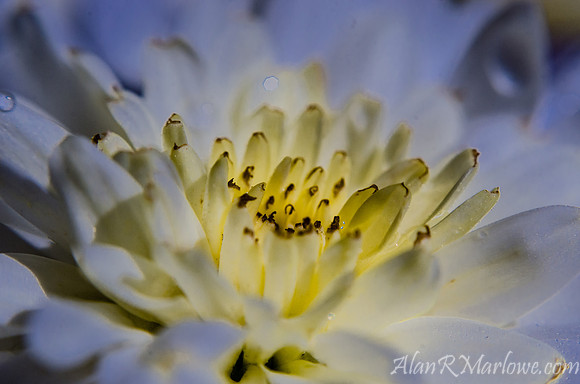 Flower Macro 5