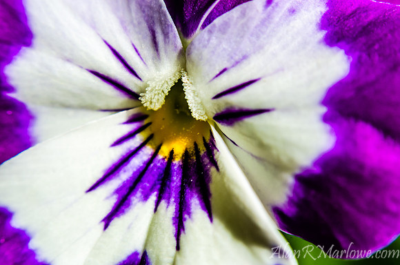 Flower Macro 7
