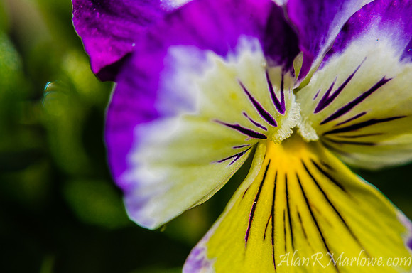 Flower Macro 8