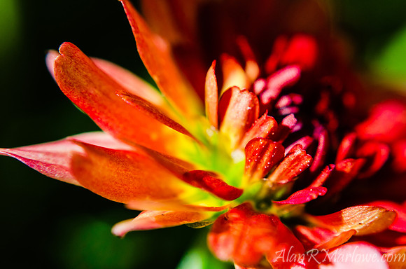 Flower Macro 9