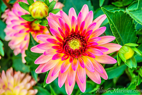 Pink and Purple Blooms