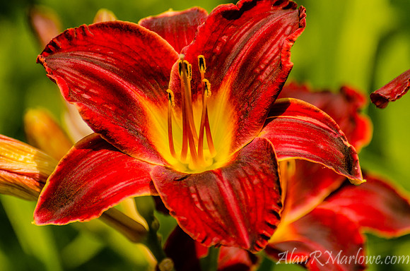 Flower macro 10