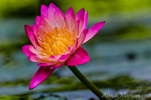 Pink Waterlily