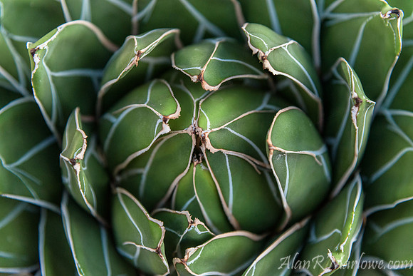 Queen Victoria Agave