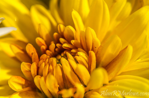 Flower Macro 6