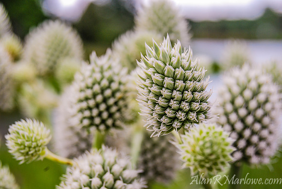 Buds Everywhere